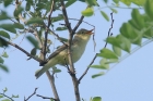 Icterine Warbler by Mick Dryden Icterine Warbler by Mick Dryden
