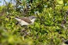 Lesser Whitethroat by Romano da Costa