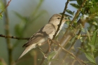 Marsh Warbler by Mick Dryden