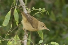 Marsh Warbler by Mick Dryden