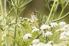 Marsh Warbler by Mick Dryden