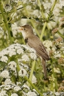 Marsh Warbler by Mick Dryden