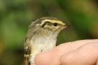 Pallas Warbler by Mick Dryden