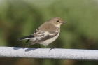 Pied Flycatcher by Mick Dryden Pied Flycatcher by Mick Dryden
