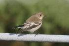 Pied Flycatcher by Mick Dryden