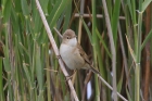 Reed Warbler by Mick Dryden