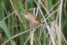 Reed Warbler by Mick Dryden