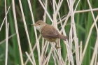 Reed Warbler by Mick Dryden