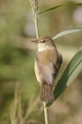 Reed Warbler by Mick Dryden