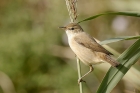 Reed Warbler by Mick Dryden