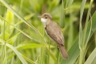 Reed Warbler by Mick Dryden