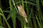 Reed Warbler by Mick Dryden