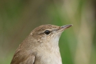 Savi's Warbler by Mick Dryden