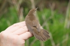 Savi's Warbler by Mick Dryden