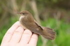 Savi's Warbler by Mick Dryden