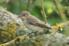 Spotted Flycatcher by Mick Dryden