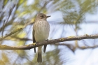 Spotted Flycatcher by Mick Dryden