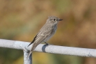 Spotted Flycatcher by Mick Dryden Spotted Flycatcher by Mick Dryden
