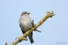 Spotted Flycatcher by Alan Modral