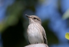 Spotted Flycatcher by Ceri James