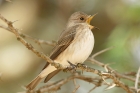 Spotted Flycatcher by Mick Dryden