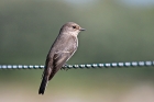 Spotted Flycatcher by Tony Paintin