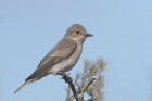 Spotted Flycatcher by Mick Dryden