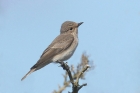 Spotted Flycatcher by Mick Dryden