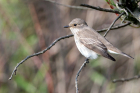 Spotted Flycatcher by Romano da Costa