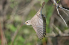 Spotted Flycatcher by Romano da Costa