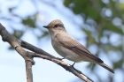 Spotted Flycatcher by Dave Warncken