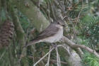 Spotted Flycatcher by Mick Dryden