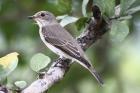 Spotted Flycatcher by Mick Dryden