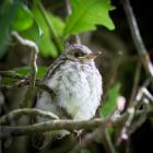 Spotted Flycatcher by Chris Morgan