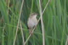 Sedge Warbler by Mick Dryden