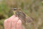 Sedge Warbler by Mick Dryden