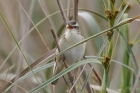 Sedge Warbler by Mick Dryden