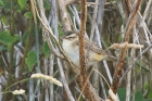 Sedge Warbler by Mick Dryden