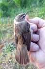 Sedge Warbler by David Buxton Sedge Warbler by David Buxton