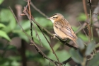 Sedge Warbler by Regis Perdriat Sedge Warbler by Regis Perdriat