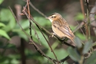 Sedge Warbler by Regis Perdriat