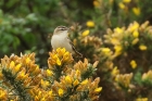 Sedge Warbler by Mick Dryden