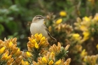 Sedge Warbler by Mick Dryden Sedge Warbler by Mick Dryden