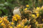 Sedge Warbler by Mick Dryden