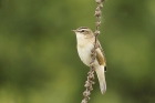 Sedge Warbler by Mick Dryden Sedge Warbler by Mick Dryden