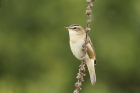 Sedge Warbler by Mick Dryden