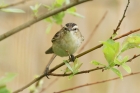 Sedge Warbler by Mick Dryden Sedge Warbler by Mick Dryden