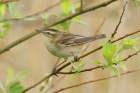Sedge Warbler by Mick Dryden
