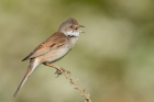 Whitethroat by Romano da Costa