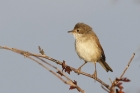 Whitethroat by Mick Dryden